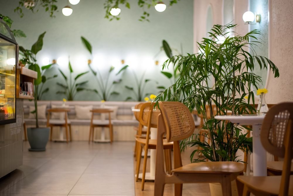 Interior luminoso de un café local con plantas y sillas de madera